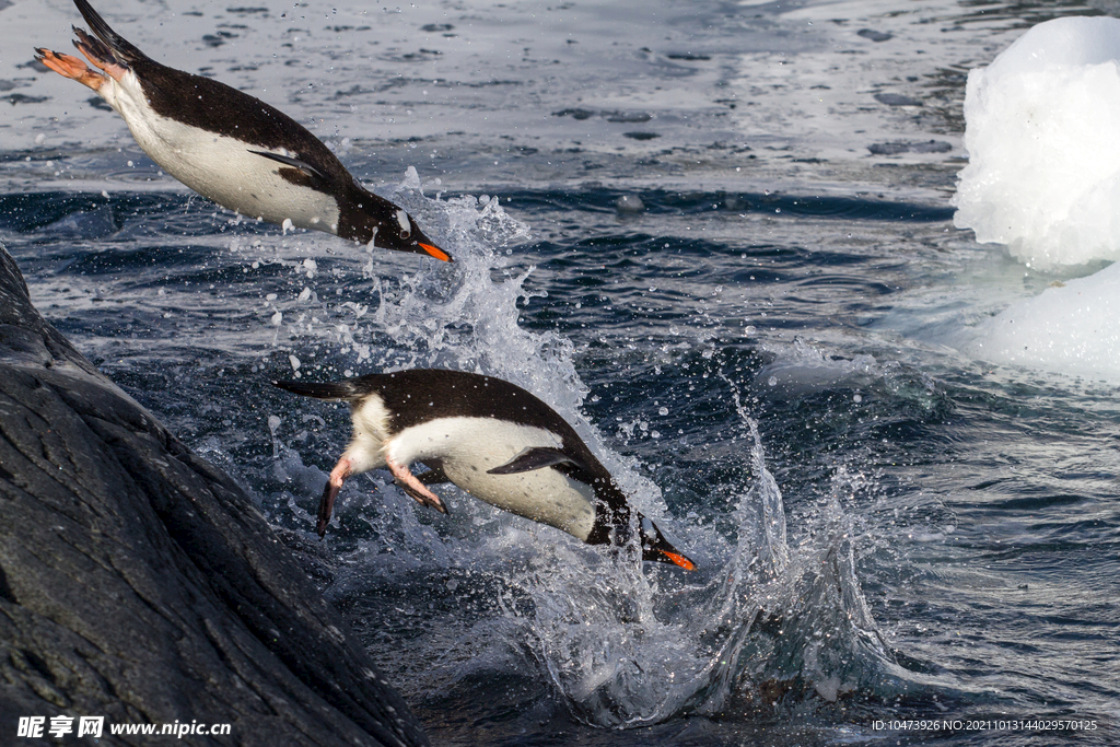 企鹅从岩石上跳入水中