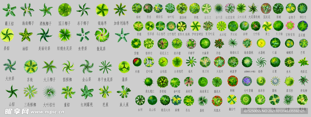 顶视图树木贴图