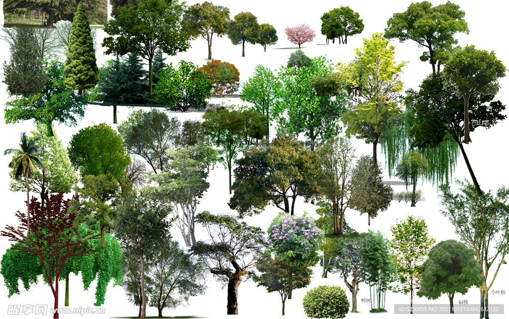 立面树合集高清