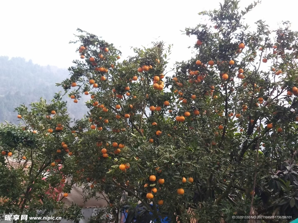 柑橘摄影图二