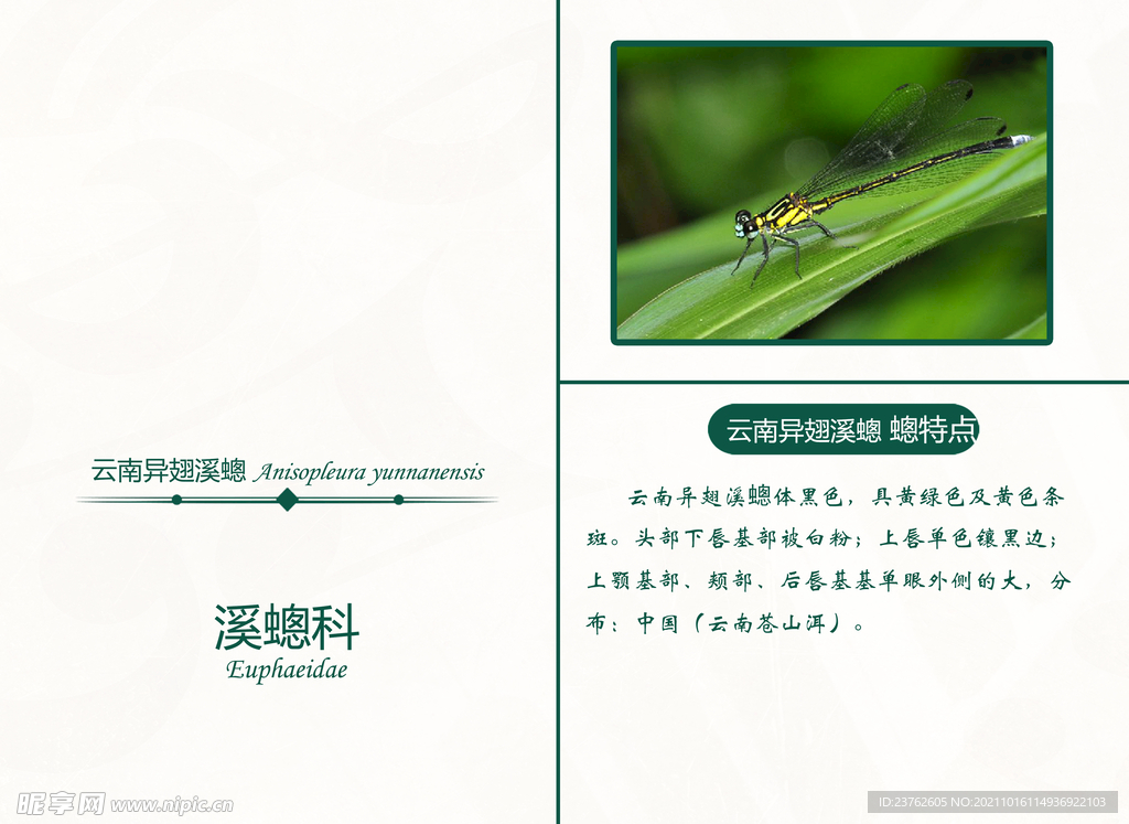 昆虫界 蜻蜓 蟌科 云南异翅溪