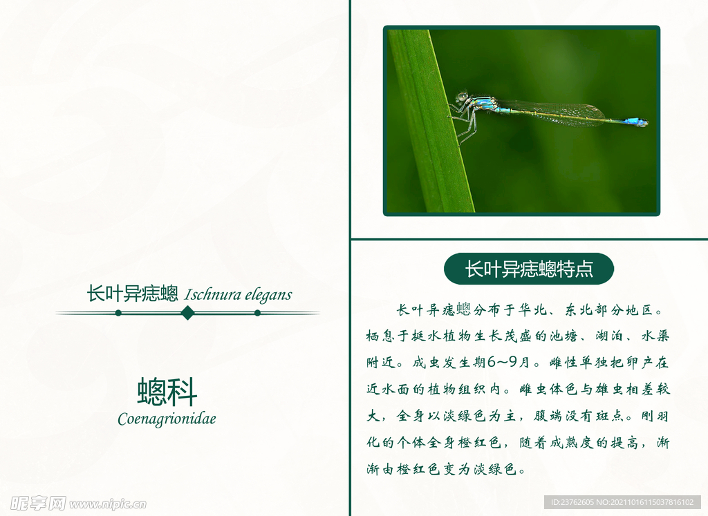 长叶异痣蟌 昆虫界 蜻蜓 蟌科