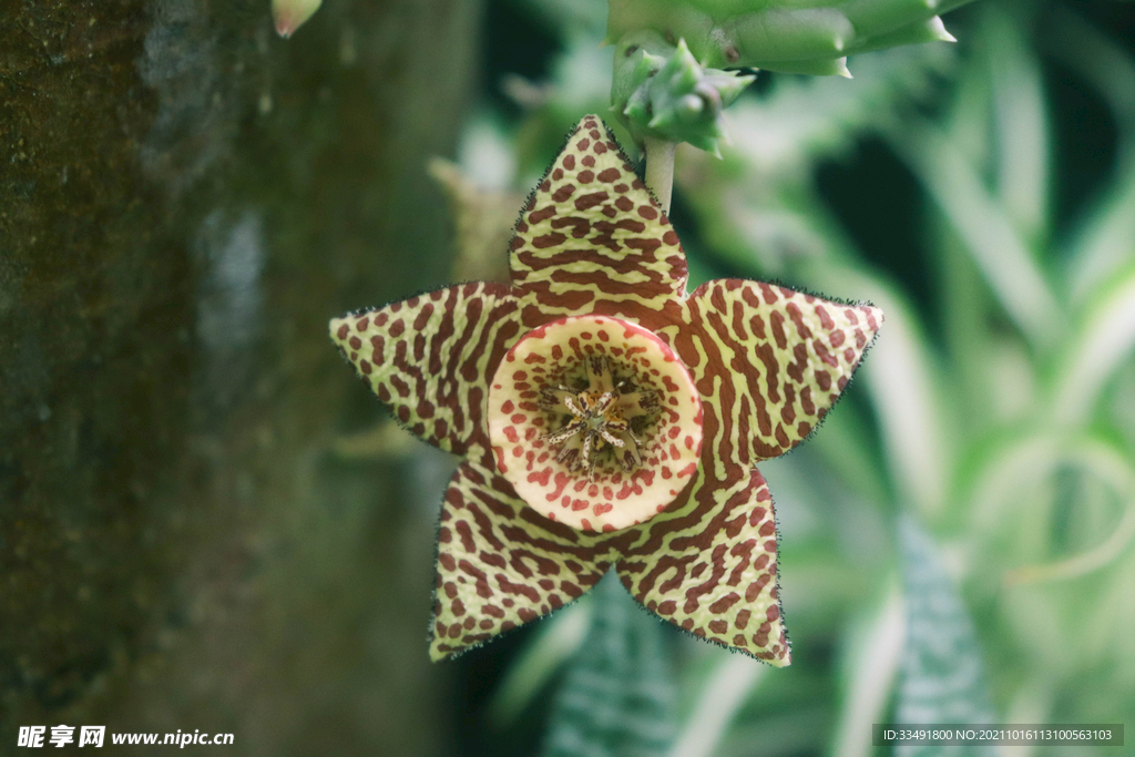 清新花朵多肉植物大自然姬牛角