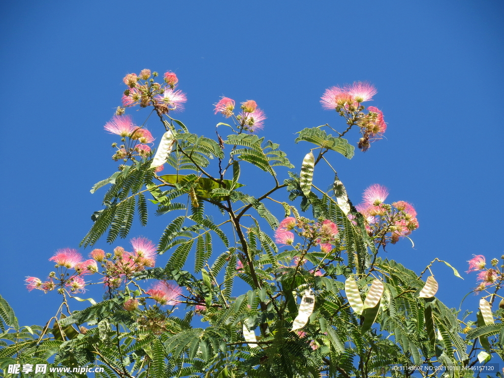 淡红色的合欢花