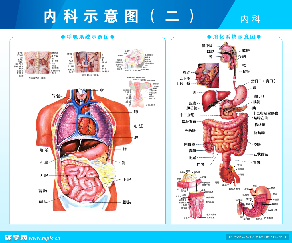 呼吸系统和消化系统剖视图
