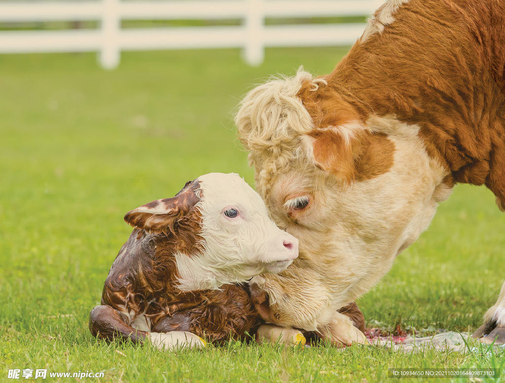 母牛与仔牛