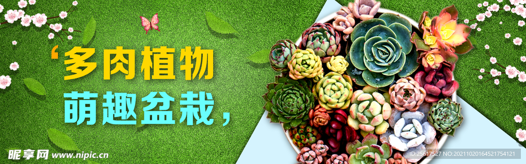 多肉 植物 盆栽