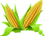 高清玉米免扣素材