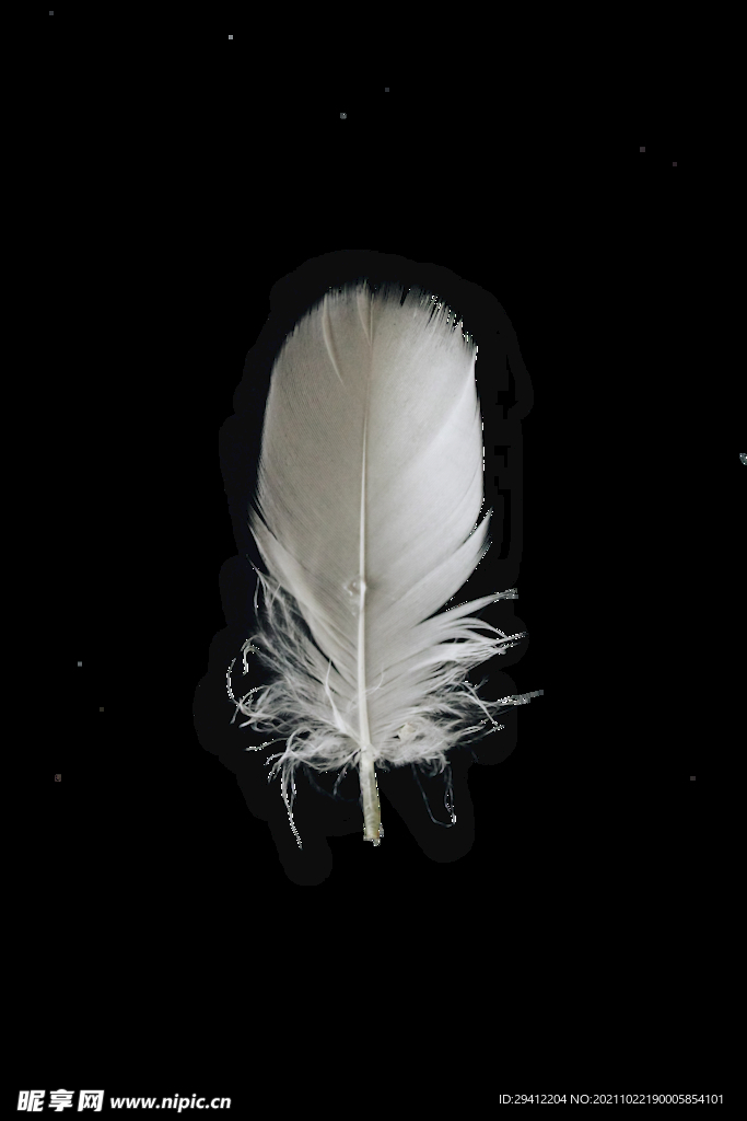 白色羽毛免扣图片