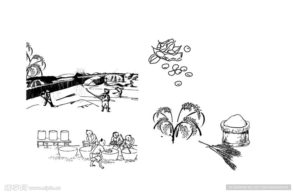 大米 稻谷 丰收