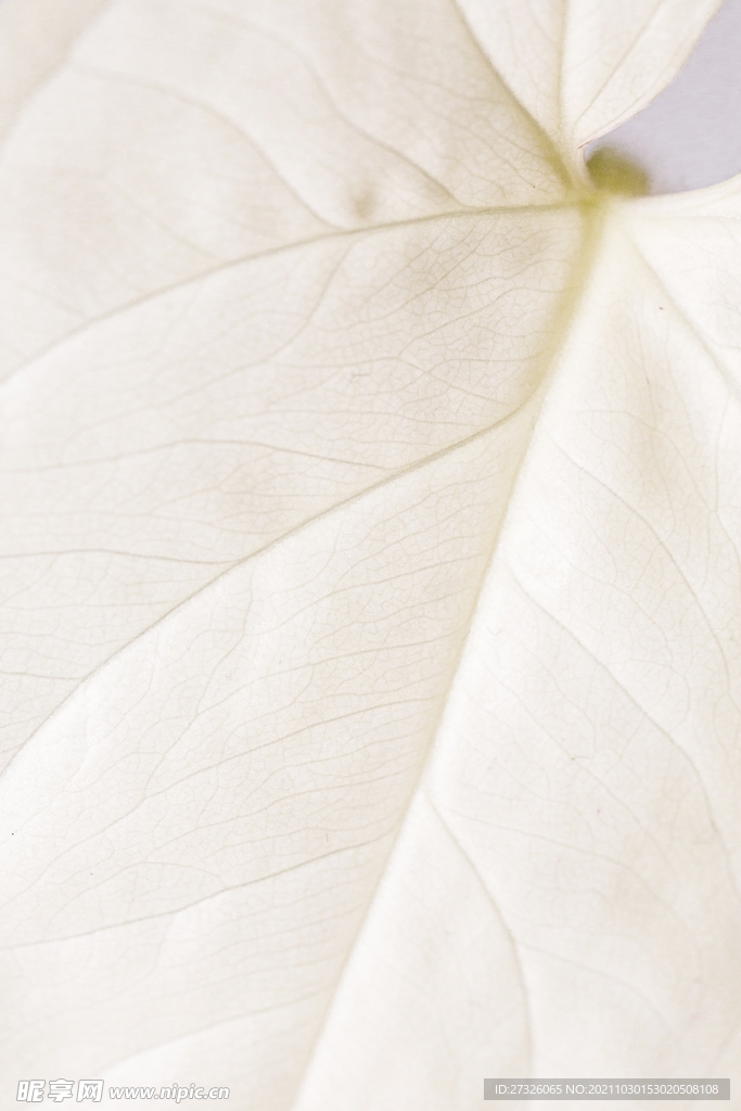 叶脉纹理背景 