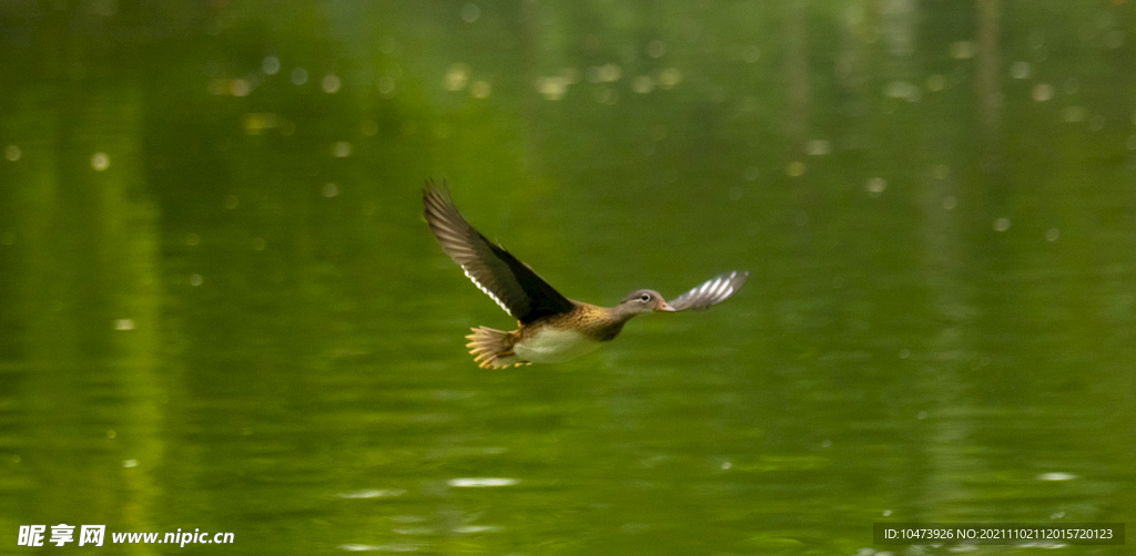 野鸭子摄影图片