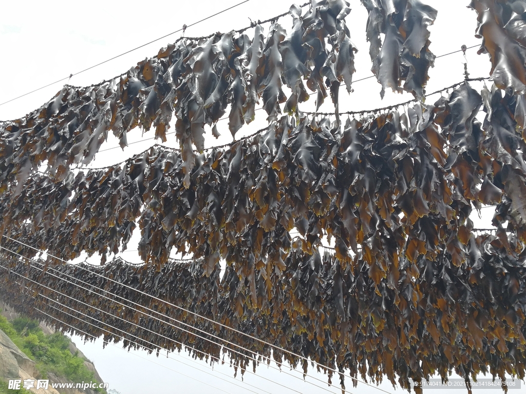 日晒海带 海带养殖