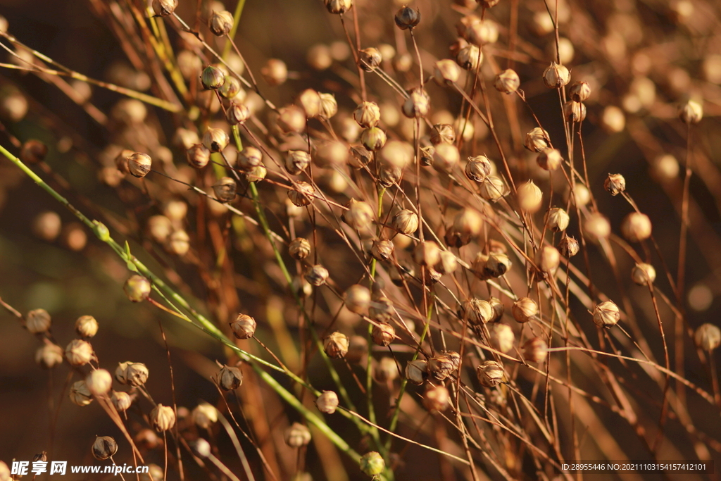 生长的亚麻籽