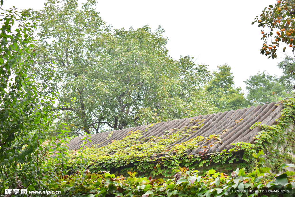 乡下静谧茅草屋