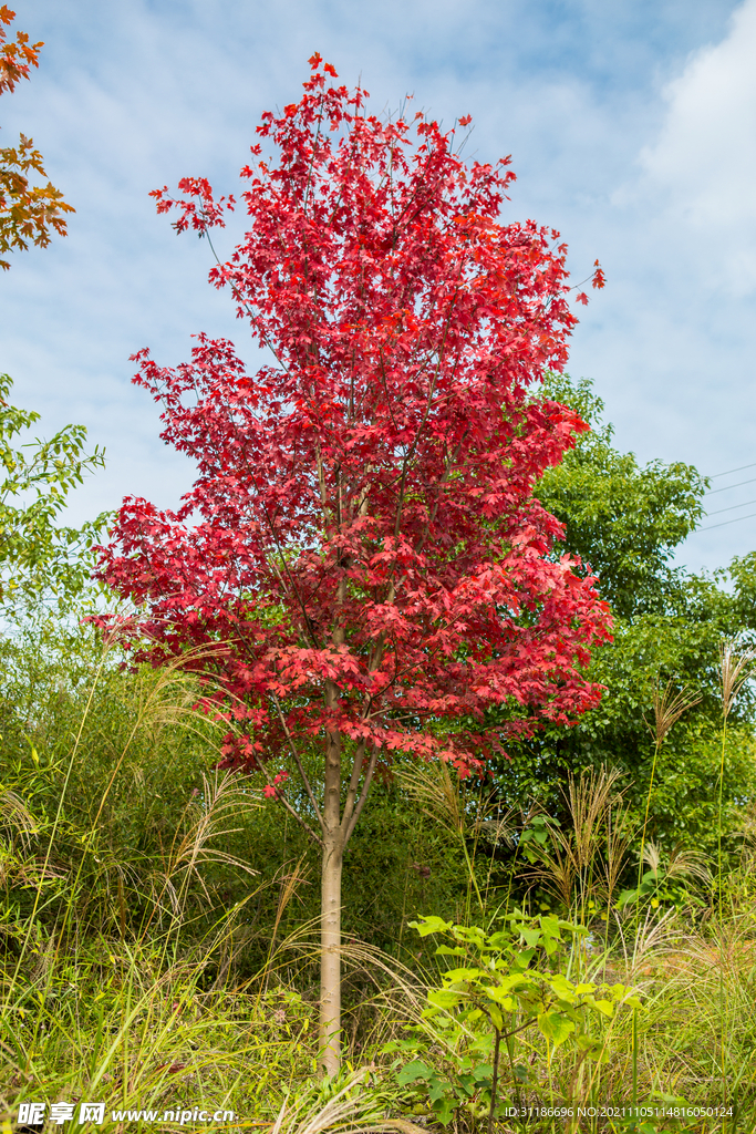 美国红枫树