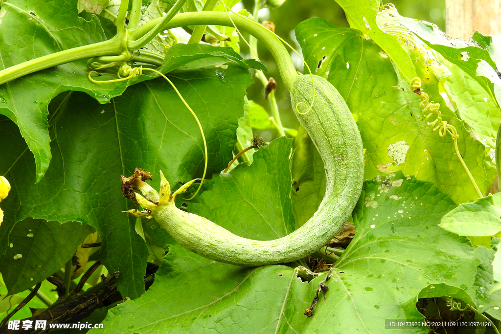 歪八奇扭的角瓜图片