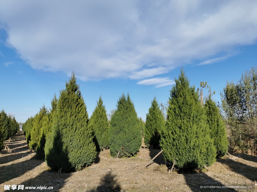 蓝天 白云 树林