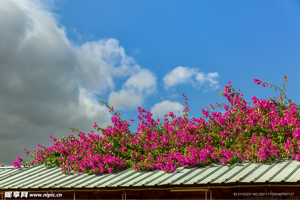 屋顶上的春天的花卉