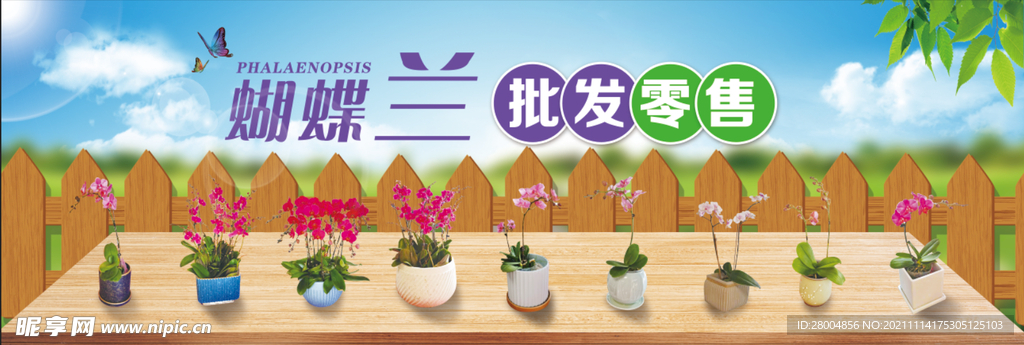 蝴蝶兰批发零售