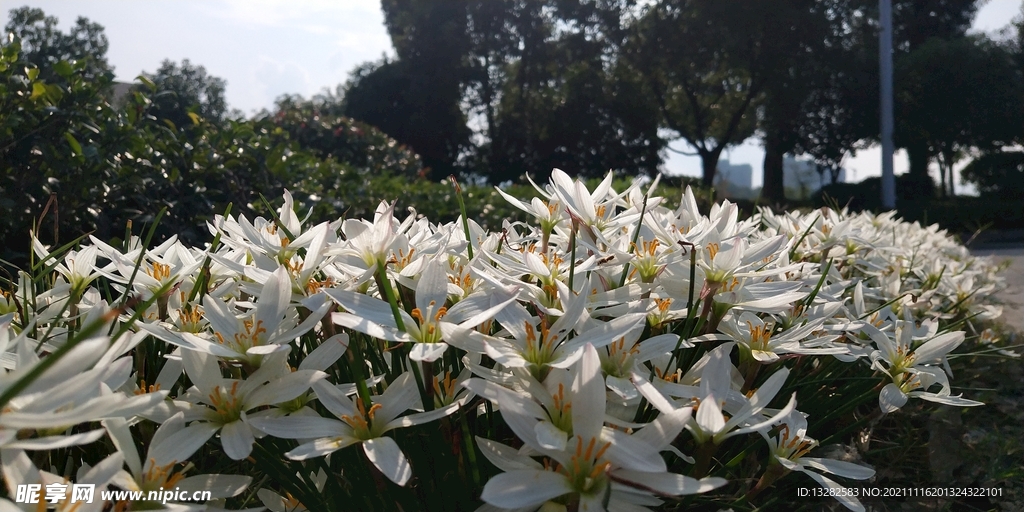 白兰花葱兰图片