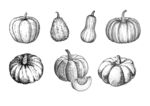 线描南瓜