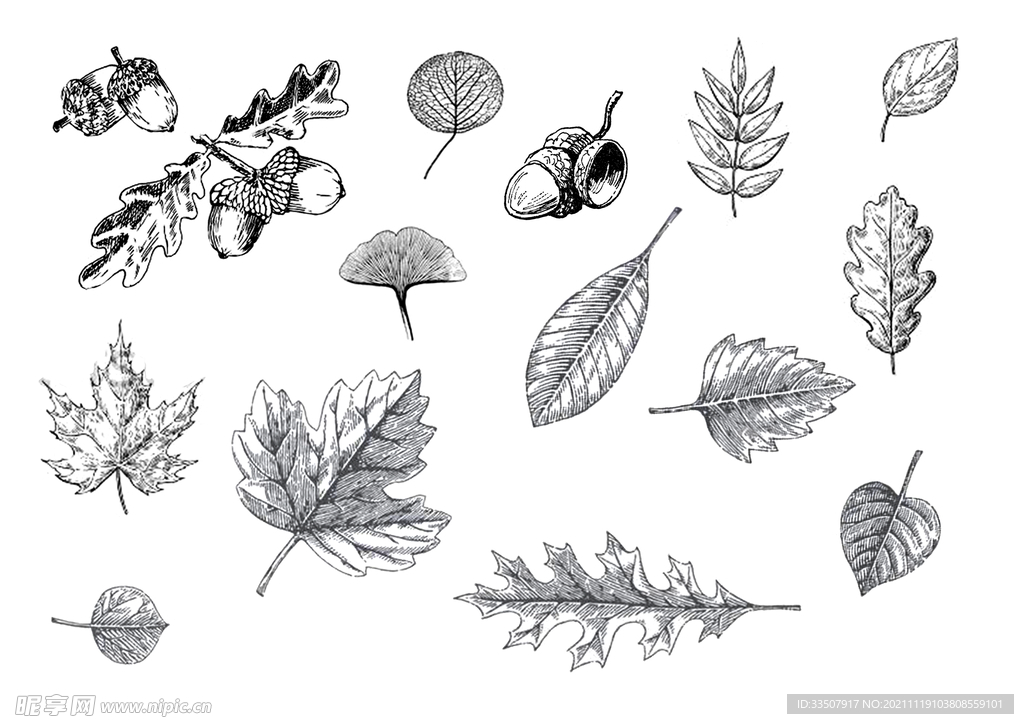 线描叶子素材
