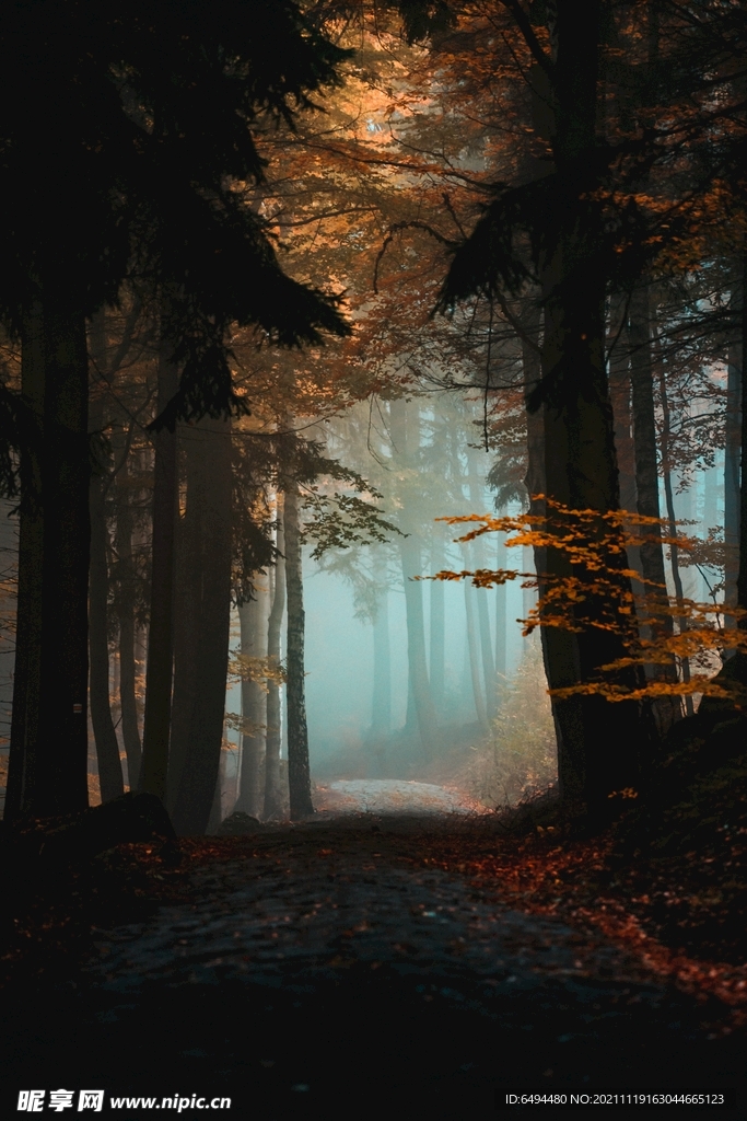 森林树木光照落叶