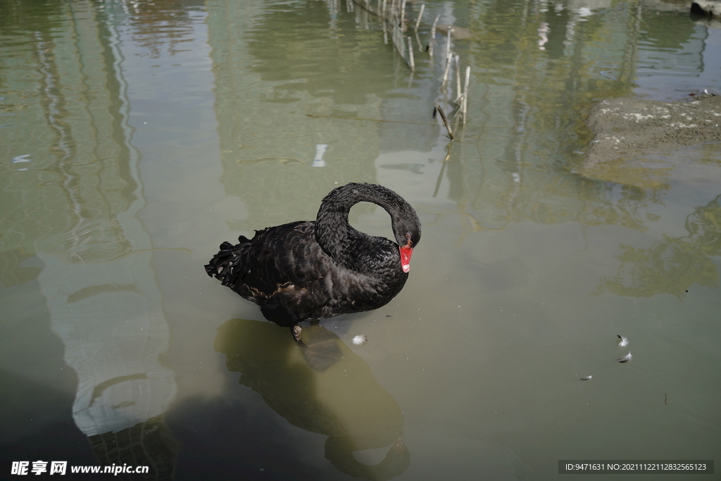 公园湖中黑天鹅