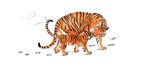 老虎插画