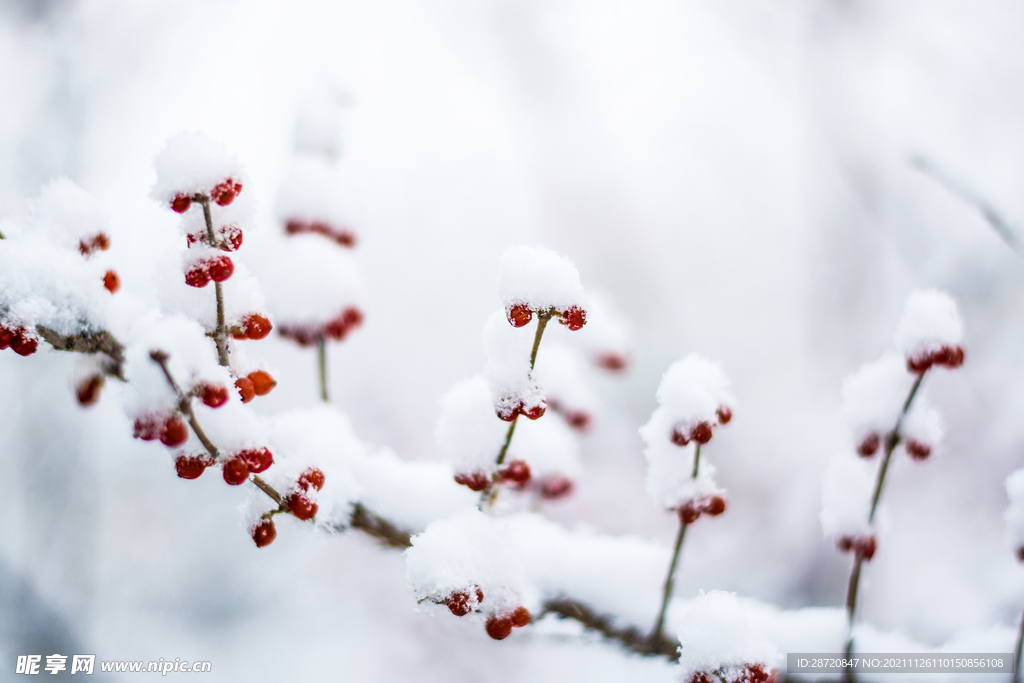 雪景