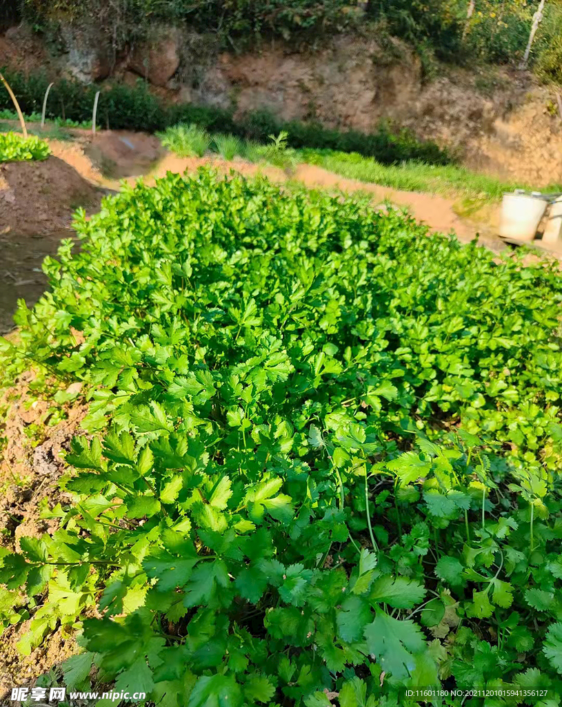 香菜菜地