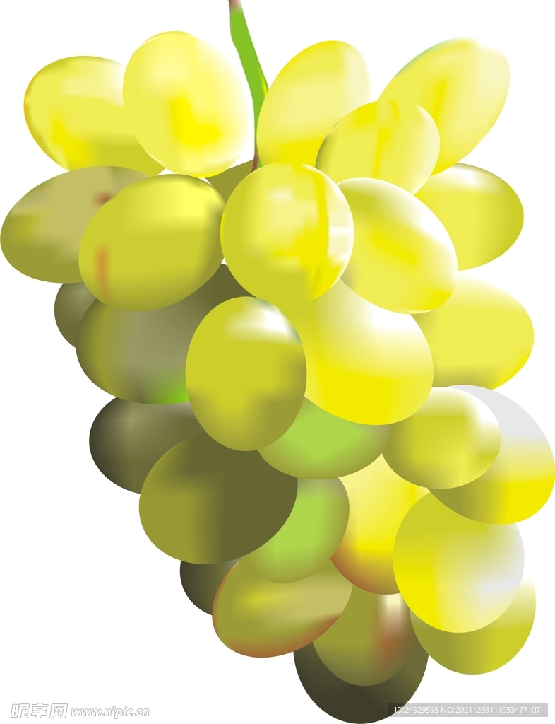 矢量葡萄图片