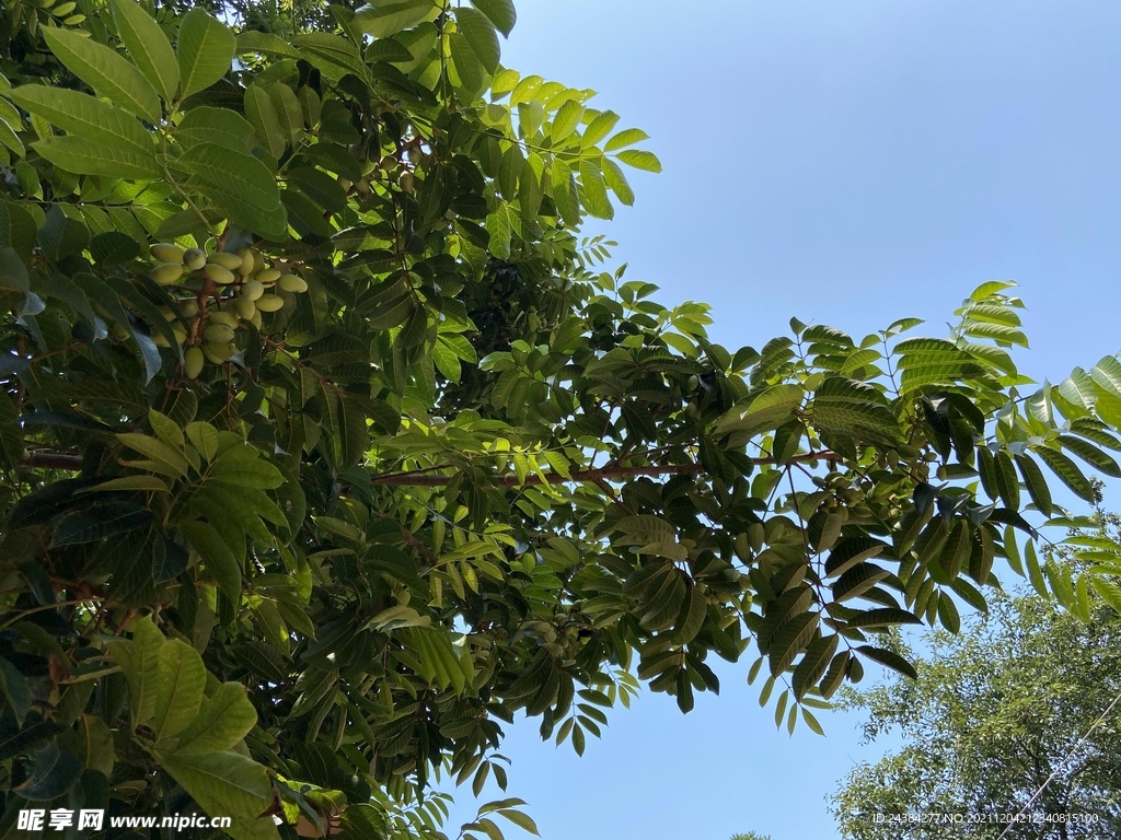 福建闽清闽侯橄榄树