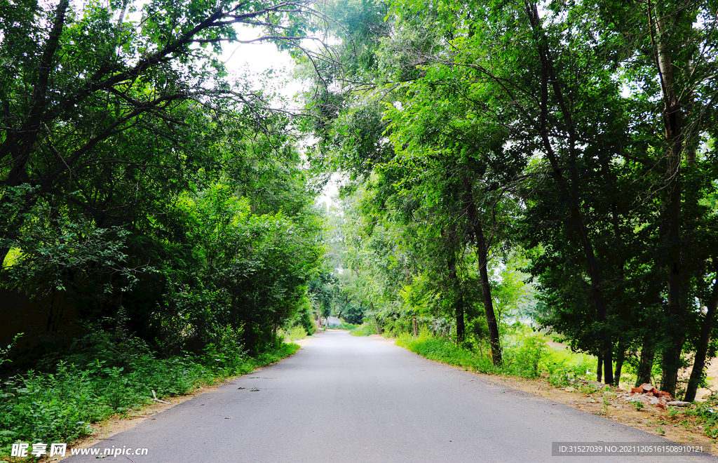 绿树成荫的道路摄影