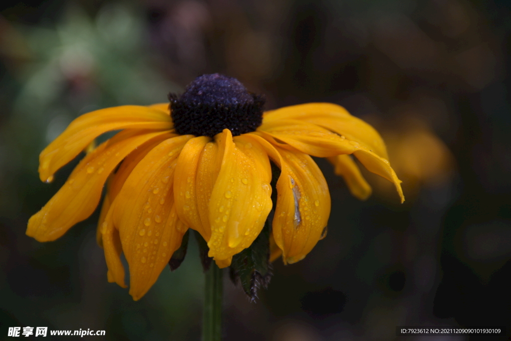 沾着露水的野菊花