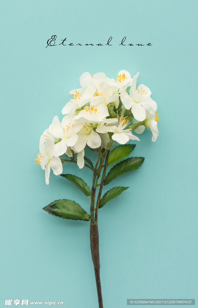 植物花草装饰挂画