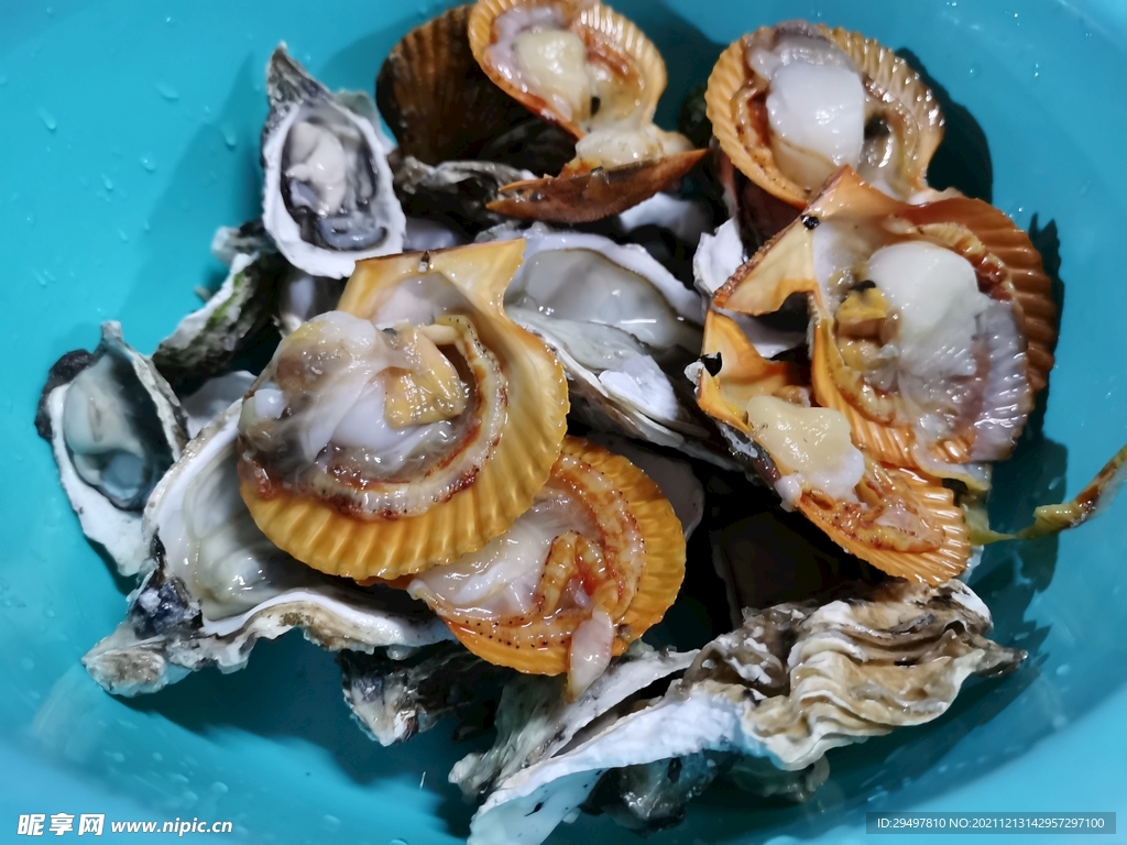 扇贝生蚝