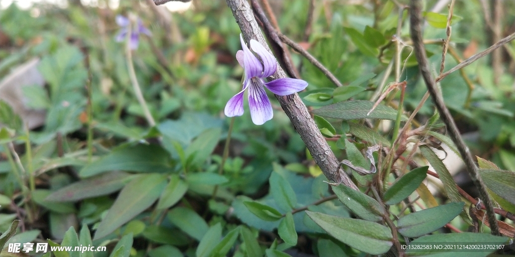 紫花地丁图片