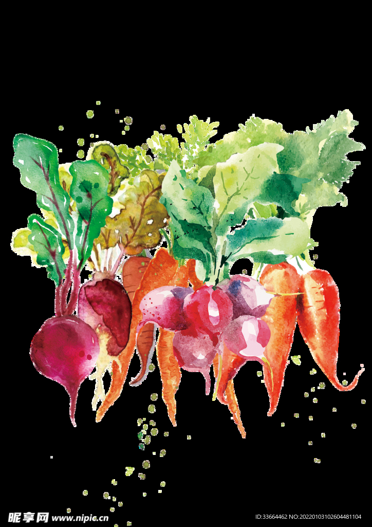 水彩萝卜分层可编辑分层图片资料