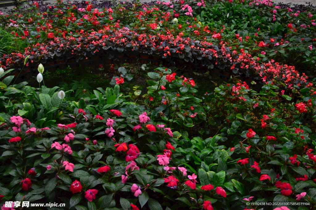温室花草风景 