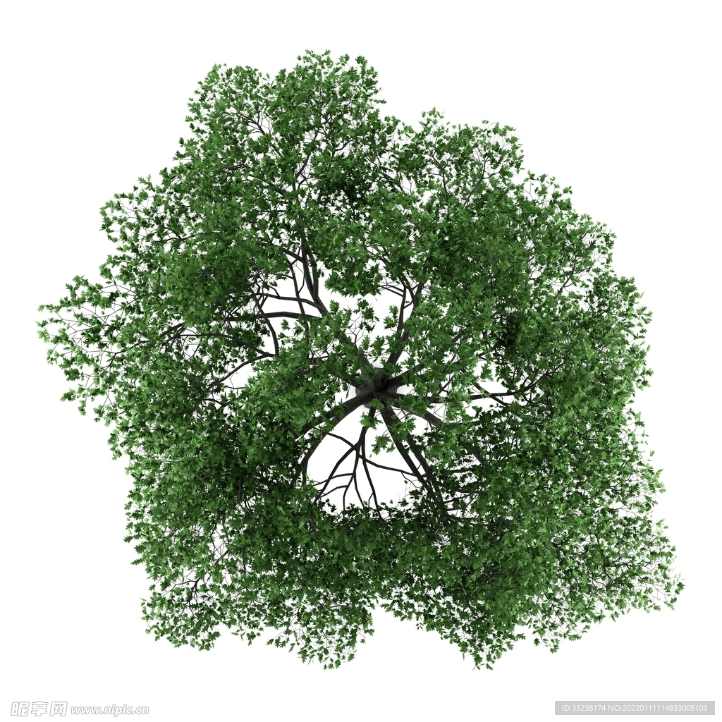 树木 素材