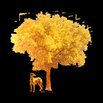 透明底银杏树图片