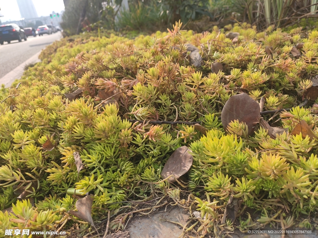 绿植 多肉 植物 草 落叶 树