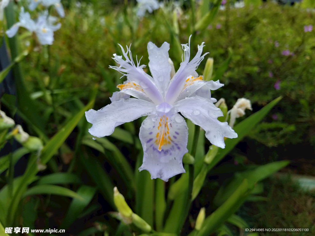 公园一角盛开的鲜花