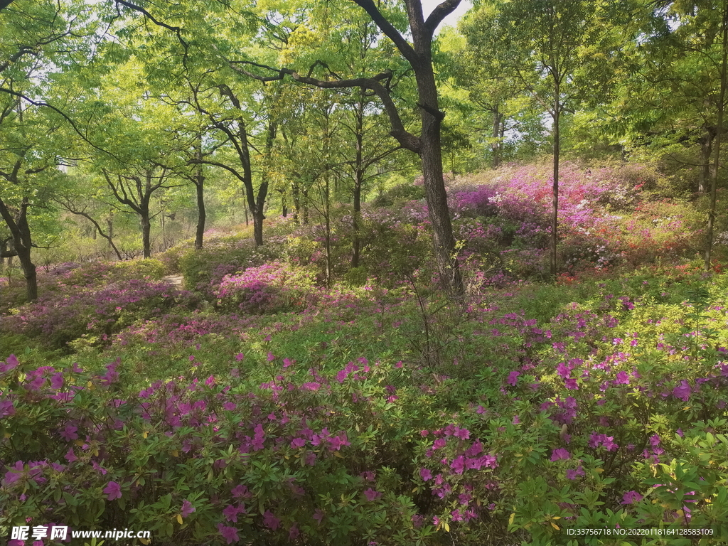 杜鹃花风景