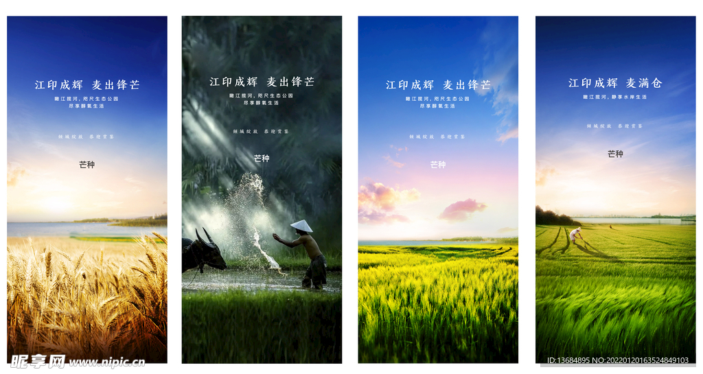 节气 芒种 蓝天 稻田