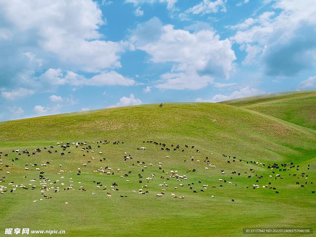 草原羊群图