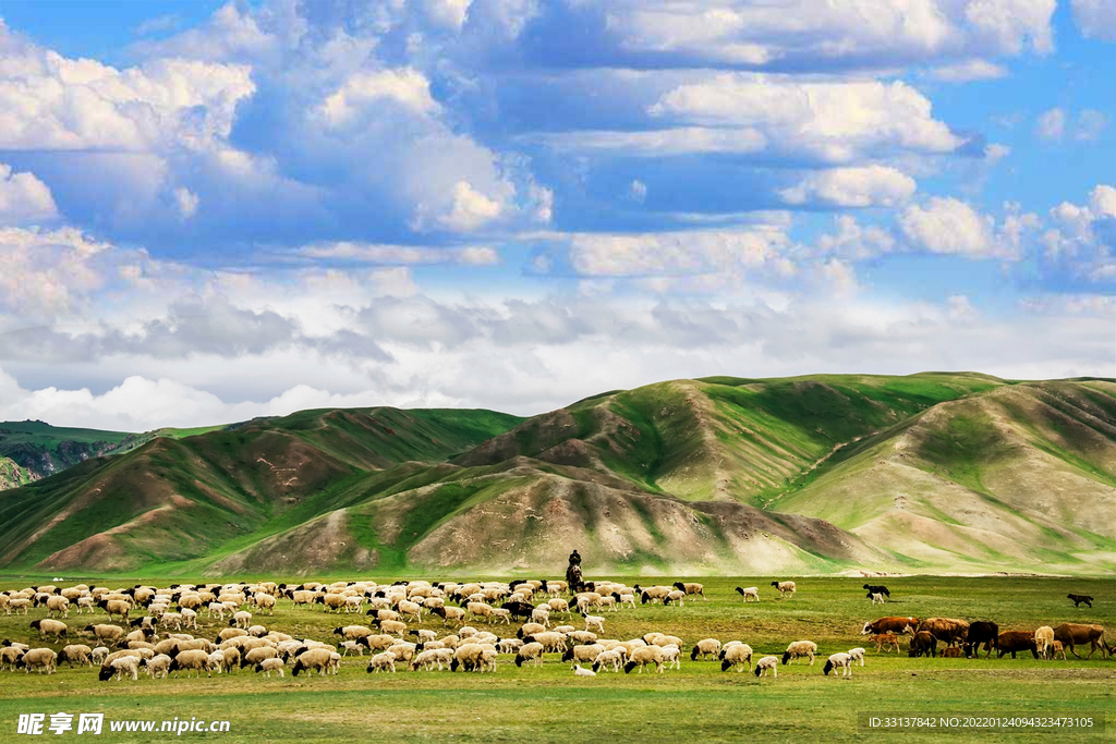 高清草原羊群图
