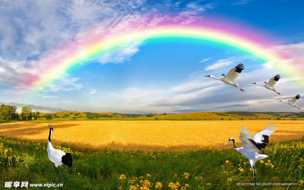 白鹤彩虹油菜花稻田图
